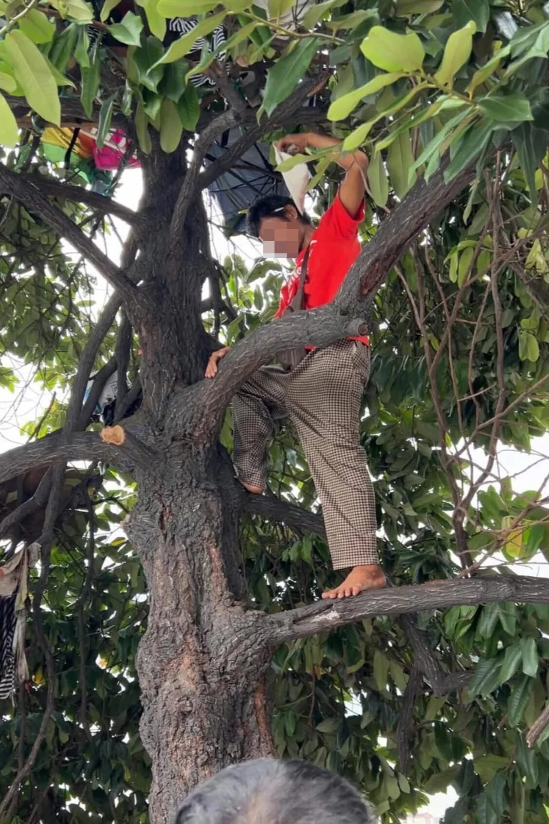 吉隆坡男子因无力缴房租竟居住树上引发关注